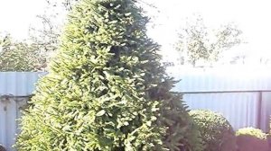 MOV02119.MPG  Ветеранское подворье.