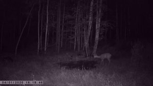 ЗАЯЦ НАПАЛ НА КОСУЛЮ КОСУЛИ НА СОЛОНЦАХ ФОТОЛОВУШКА В ТАЙГЕ