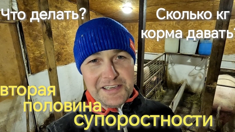 Период супоростности сколько КГ давать для золотой середины смотреть онлайн