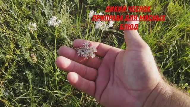 ДИКИЙ ЧЕСНОК КАК ПРИПРАВА ДЛЯ МЯСНЫХ БЛЮД смотреть онлайн