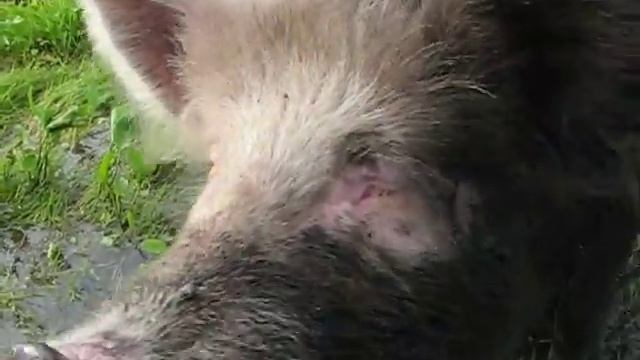 Здоровая свинья :) застряли на Раннере смотреть онлайн