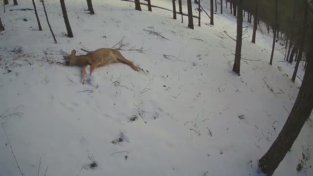 ОХОТА НА КОСУЛЮ С ПОДХОДА смотреть онлайн