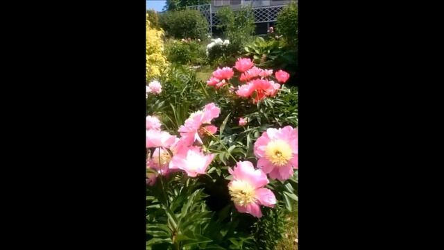 Прямой эфир из Сада Дракона 23 июня 2018 смотреть онлайн