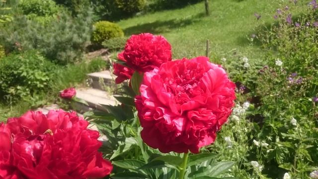 Paeonia Henry Bockstoce смотреть онлайн