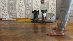 Девочки чихуахуа-мини!