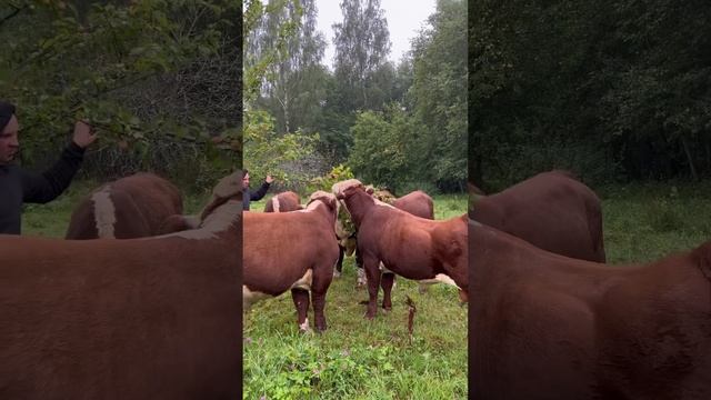 Герефордские бычки /продажа #герефорд #hereford #бык #продажа #ферма #хозяйство  #animal #животные