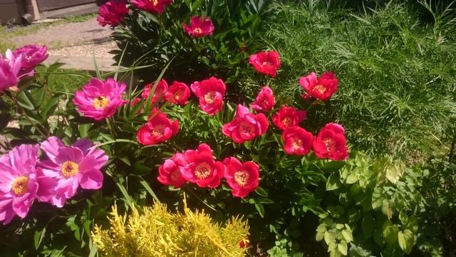 Paeonia Fairy Princess смотреть онлайн