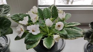 Фиалки. Несколько сортов из моей коллекции.