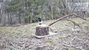 Сорока зовет подруг на завтрак