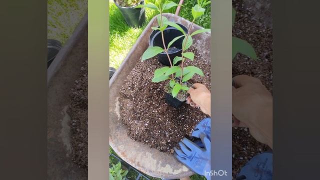 Новинка с 'Metalliческим' блеском.