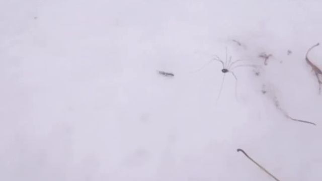 Паук зимой. смотреть онлайн