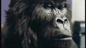 cadburys gorilla metalica style