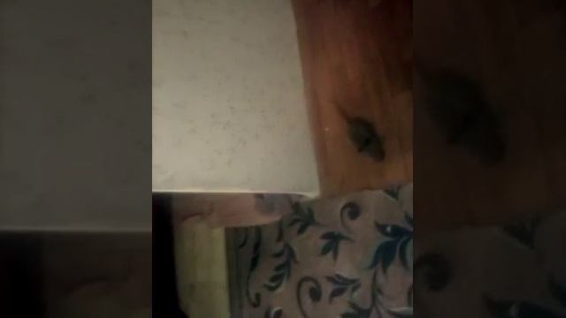 ПРОВЁЛ С САШЕЙ НА УМЫВАЛЬНИКЕ / ЧЕЛЕНДЖ И ПРАНК 24 ЧАСА / МЫШКИН ТВ смотреть онлайн