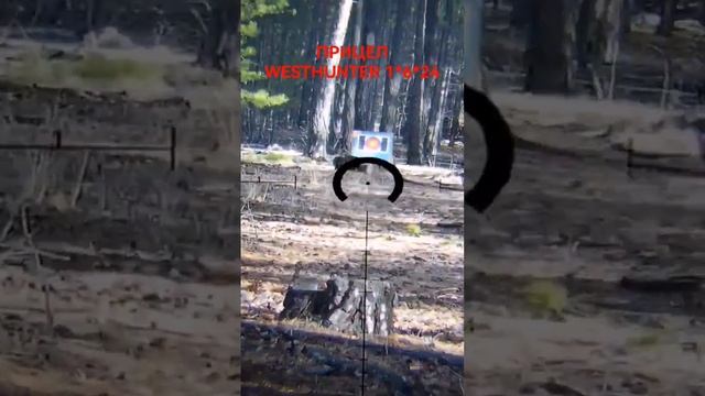 ТЕСТ ПРИЦЕЛА WESTHUNTER 1*6*24 #shorts смотреть онлайн