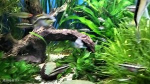 Пельвикахромисы