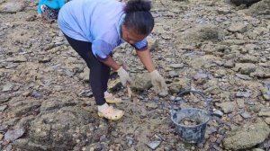 Добыча устриц