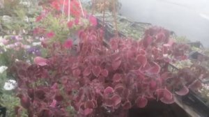 Колеус ампельный трейлинг "Lava Rose" в кашпо. Ваше мнение?