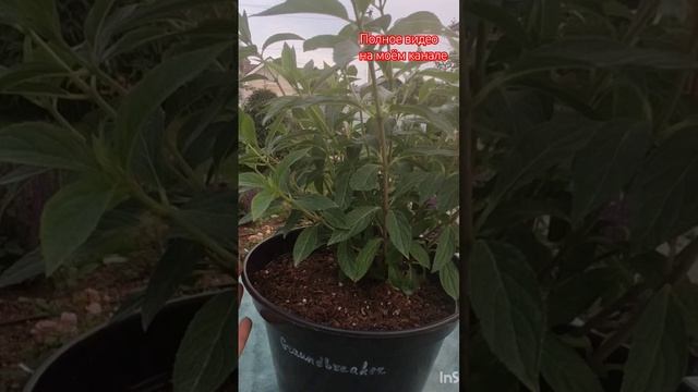 Нормирующая обрезка✂️ гортензии Groundbreaker.