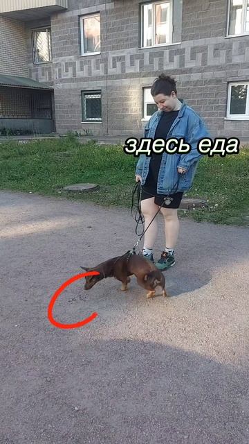 Как отучить собаку подбирать еду на улице? Читай описание #Shorts