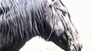 Карачаевская порода лошадей1