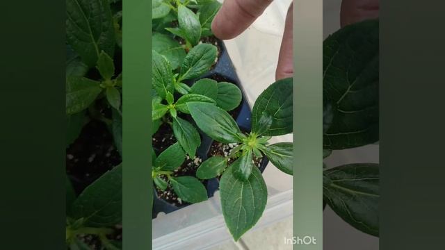 Polestar - раннецветущая малышка.  Скоро будут готовы саженцы.