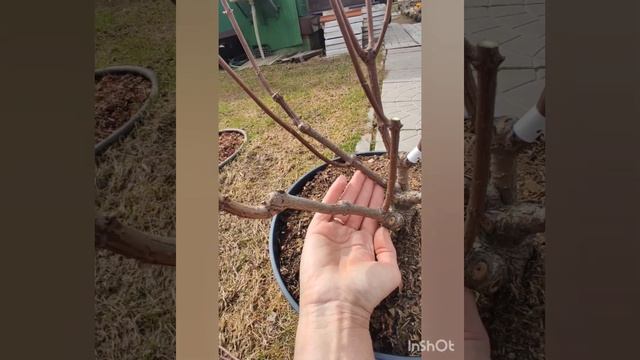 Гортензия Пастель Грин. Весенняя обрезка.