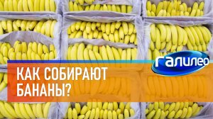 Галилео | Как собирают бананы?