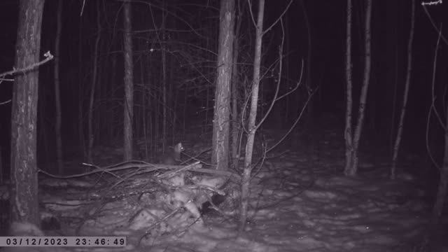 СОБОЛЬ ВОЛК КОЛОНОК ПОПАЛИ НА ФОТОЛОВУШКУ смотреть онлайн