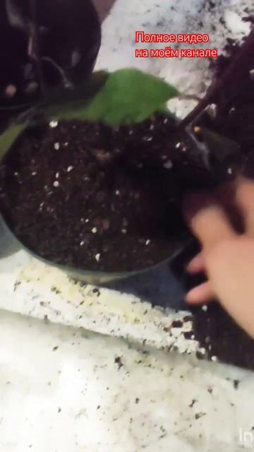 Часть 2. Видео для новичков. Пересадка саженцев гортензий.