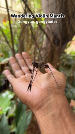 A welcome visitor to our garden, the Wandering Violin Mantis (Gongylus gongylodes).