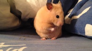 Хомяк умывается / Hamster washing his face