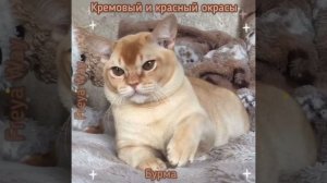 Бурманские Кошки красного и кремового окраса. Презентация. Питомник бурманских кошек Freya Way