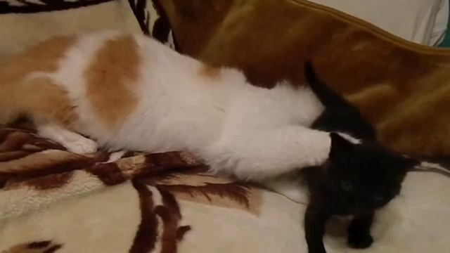 Котята шотландцы )