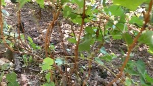 Виноград.Подмосковье.осенние хлопоты)