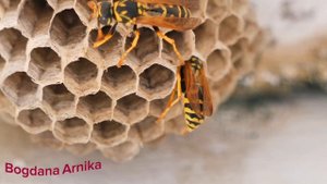 Осиное гнездо на балконе 🐝