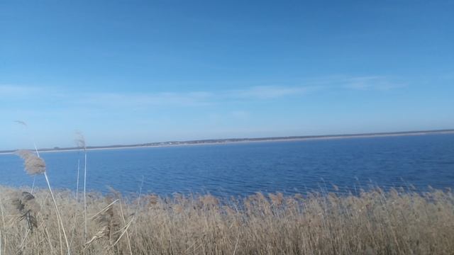 Этот вид камыша, кстати, отличается способностью накапливать тяжелые металлы
