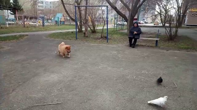 когда уже нет сил гонять голубей. Щенок 4 мес.ПРОДАЖА смотреть онлайн