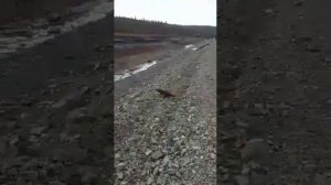 Куницы дерутся насмерть