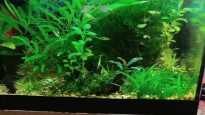 спец в аквариумистике