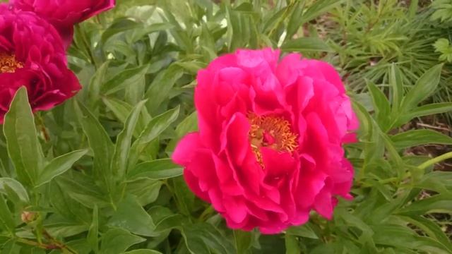 Paeonia Ann Zaller смотреть онлайн