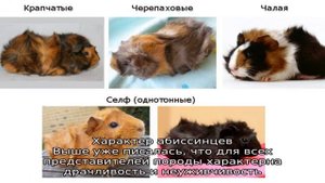 Морская свинка породы 'Розетка'