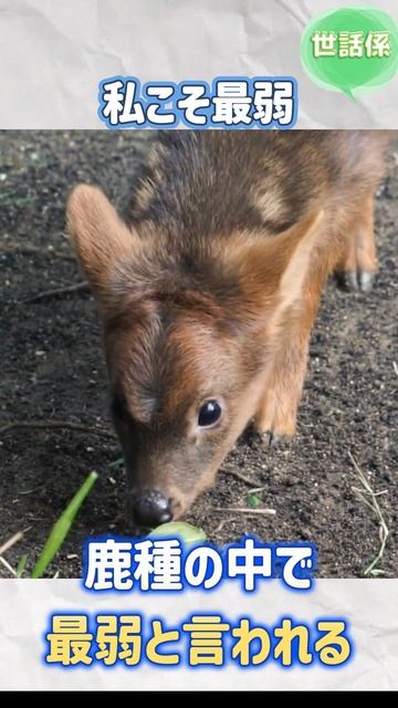 鹿と子犬の顔を持つ、世界一弱い動物