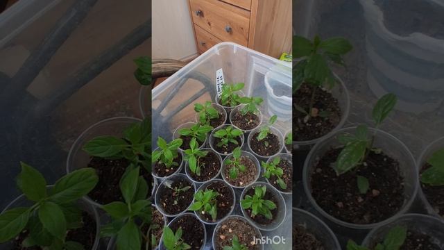 Новая подкормка. Я в ужасе . Что я сделала не так?