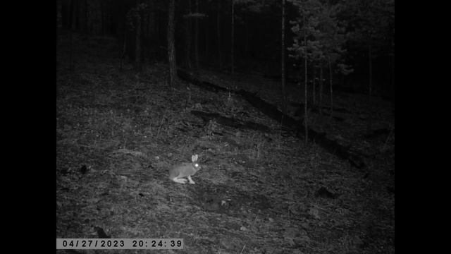 ПАНТОВЫЙ ГУРАН И ЗАЯЦ БЕЛЯК смотреть онлайн