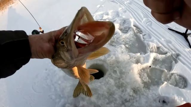 ЖЕРЛИЦЫ! Рыбалка удалась! СТРЕМИТЕЛЬНАЯ РАЗМОТКА и вот РЕЗУЛЬТАТ! Рыбалка на БЕЗМОТЫЛКУ и ЖЕРЛИЦЫ... смотреть онлайн