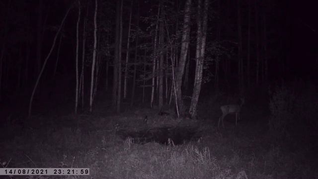 КОСУЛИ НА СОЛОНЦАХ ФОТОЛОВУШКА смотреть онлайн