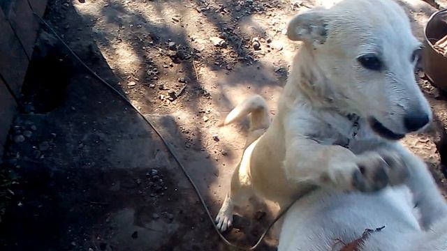 Зира и Рик смотреть онлайн