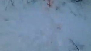 охота haenel jaeger 10