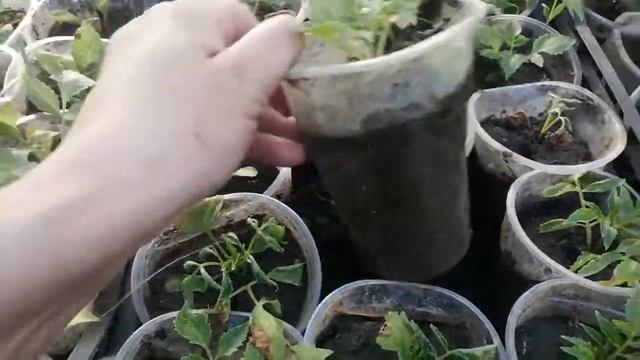 Георгина вегетативная итоги черенкования. Обзор.