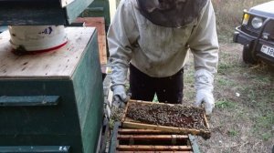 подготовка пчел к зимовке продолжается